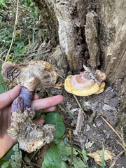 Ganoderma