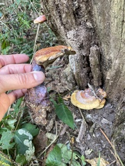 Ganoderma