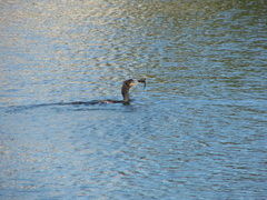 Hypostomus