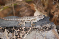 Sceloporus occidentalis