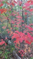 Acer rubrum image