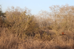 Centropus senegalensis