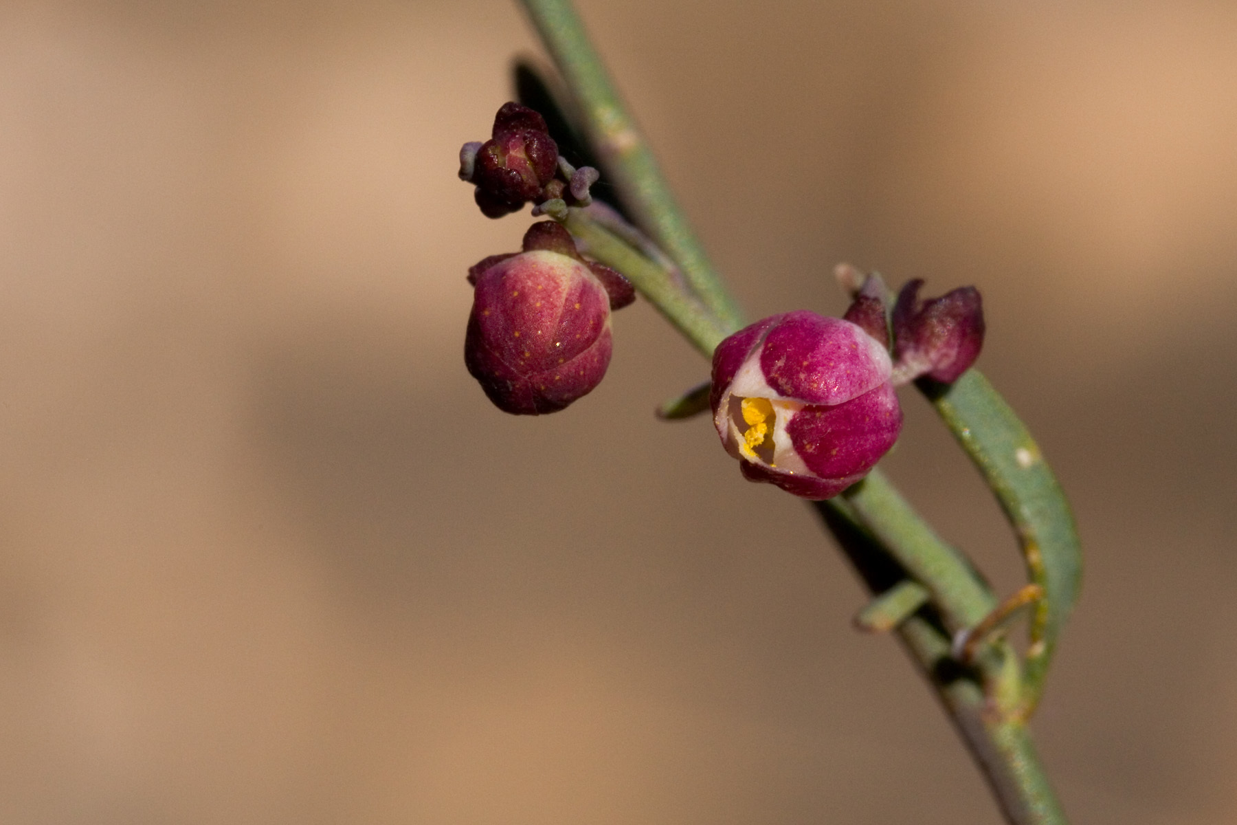 Thamnosma texana