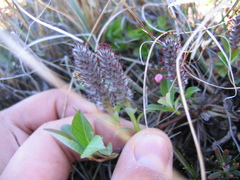 Salix arctophila