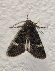 Polymixis serpentina