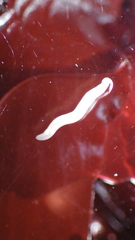Tubulanus