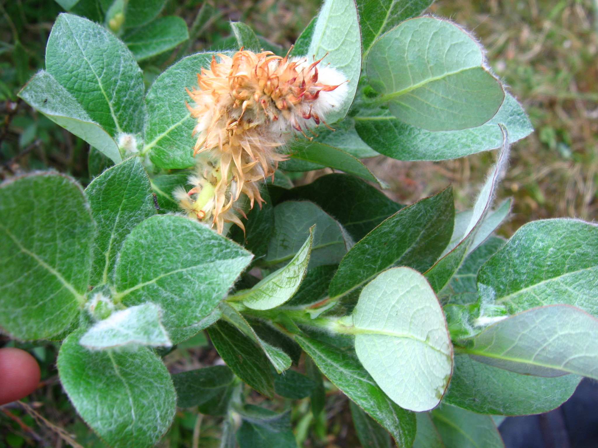 Salix calcicola