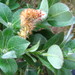 Salix calcicola - Photo (c) Brad Walker,  זכויות יוצרים חלקיות (CC BY-NC), הועלה על ידי Brad Walker