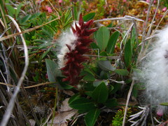 Salix arctophila