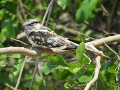 Hydropsalis climacocerca