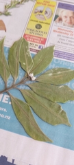 Magnoliopsida