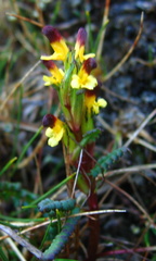 Pedicularis flammea