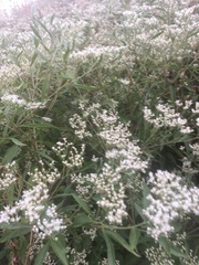 Eupatorium