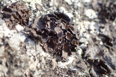 Umbilicaria muhlenbergii