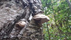 Fomitopsis betulina