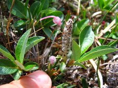 Salix arctophila
