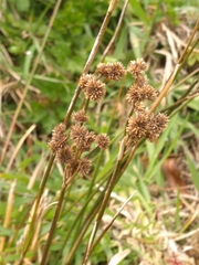 Juncus densiflorus