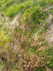 Juncus densiflorus