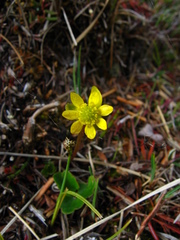 Ranunculus lapponicus
