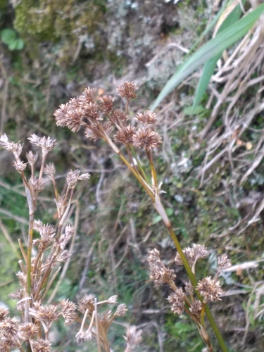 Juncus densiflorus (Juncus densiflorus)
