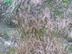 Juncus densiflorus
