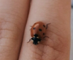 Coccinella septempunctata