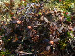 Rhododendron lapponicum