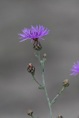 Centaurea grisebachii