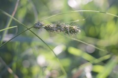 Carex bonariensis