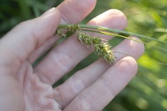 Carex bonariensis