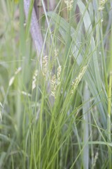 Carex bonariensis