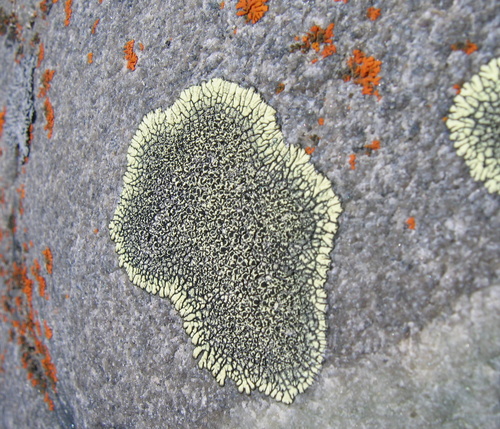 Golden Moonglow Lichen