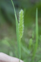 Poaceae