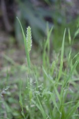 Poaceae