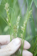 Carex bonariensis