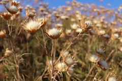 Ptilostemon chamaepeuce