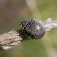 Epilachna obscurella