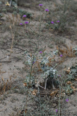 Centaurea grisebachii