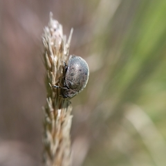 Epilachna obscurella