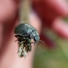 Epilachna obscurella