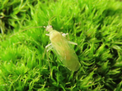 Malacocoris chlorizans