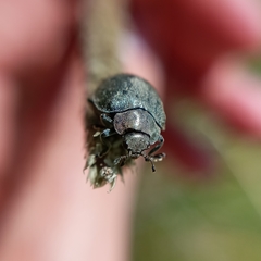 Epilachna obscurella