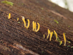 Calocera glossoides