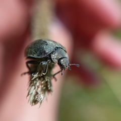 Epilachna obscurella