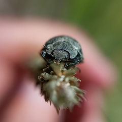 Epilachna obscurella