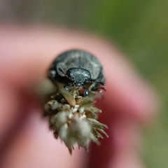 Epilachna obscurella