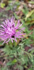 Centaurea × moncktonii