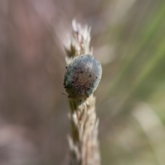 Epilachna obscurella