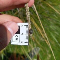 Epilachna obscurella