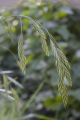 Bromus catharticus